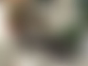 仔猫たちと過ごした幸せな時間