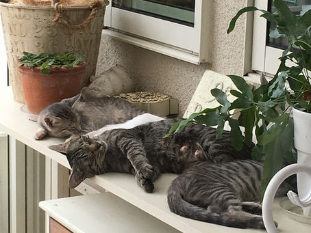 仔猫たちと過ごした幸せな時間