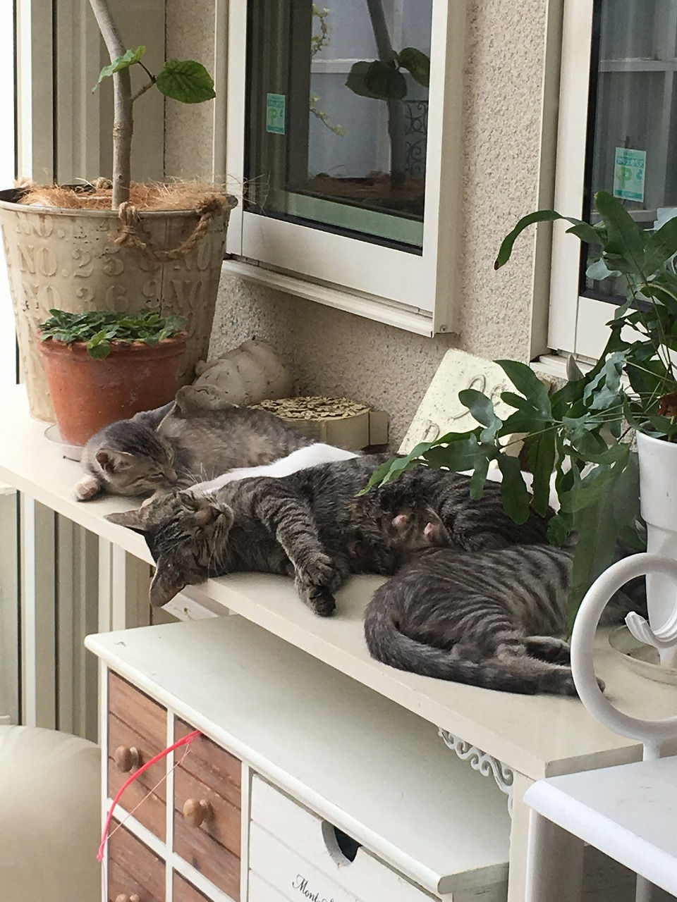 🐾 仔猫たちに囲まれて過ごした幸せな時間。マリーちゃんの母としての愛情が、毎日の中に静かにあふれていました。