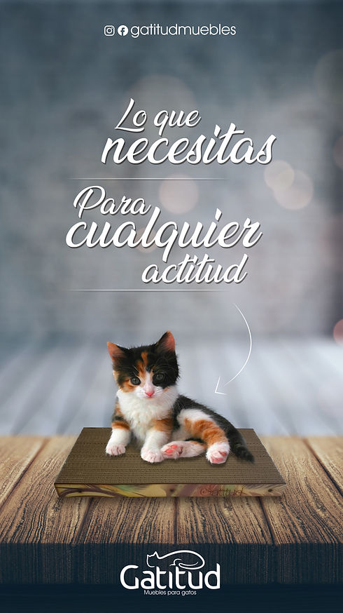 muebles para gatos, gimnasios para gatos, camas para gatos, rascadores para gatos, petfriendly 