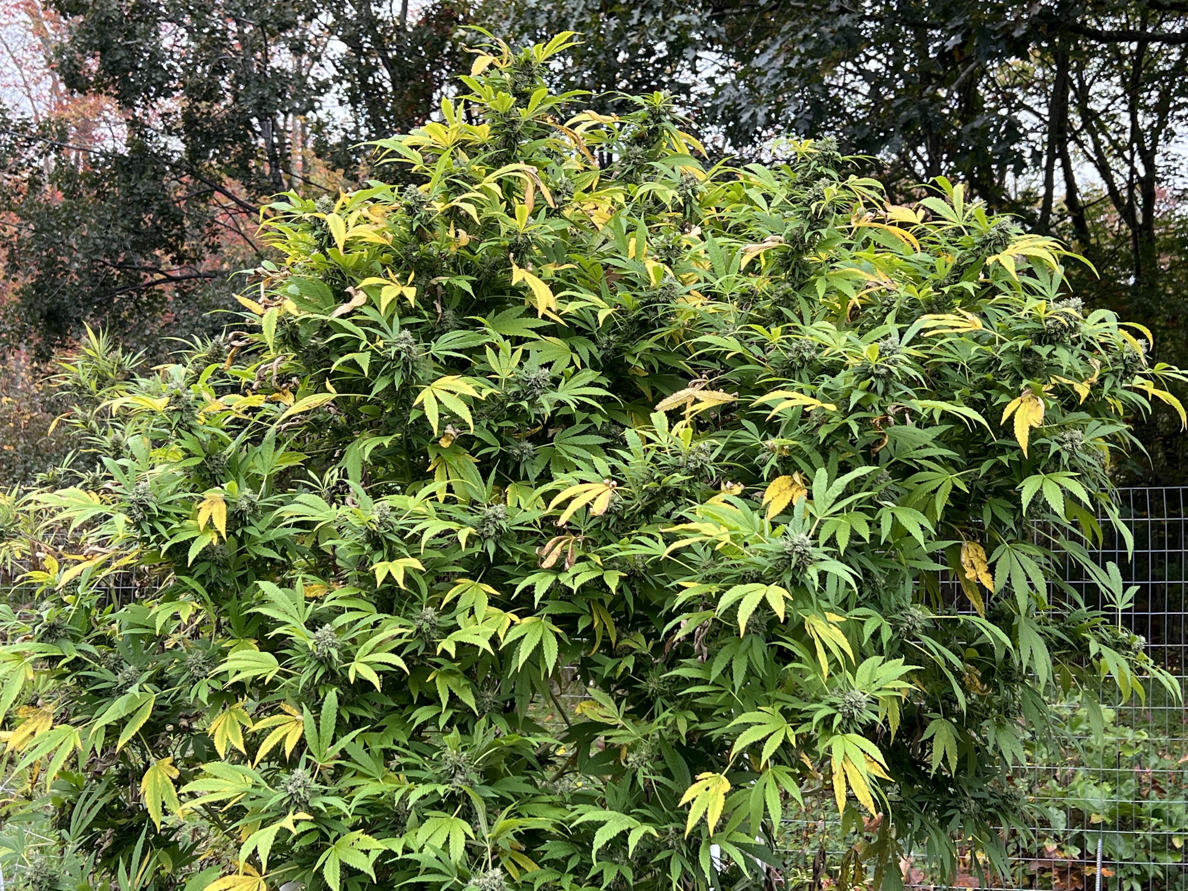 Farma Gardens