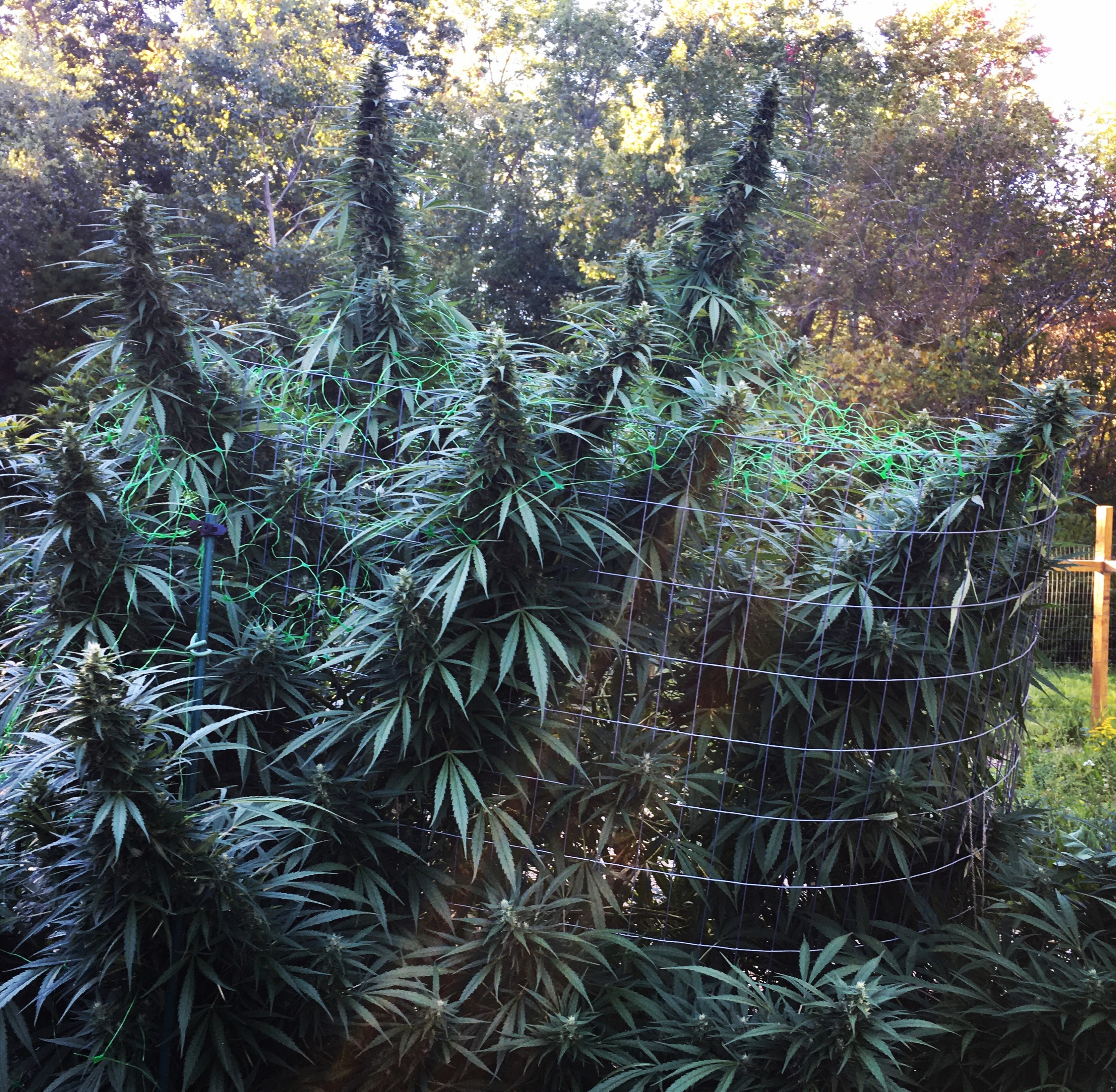 Farma Gardens