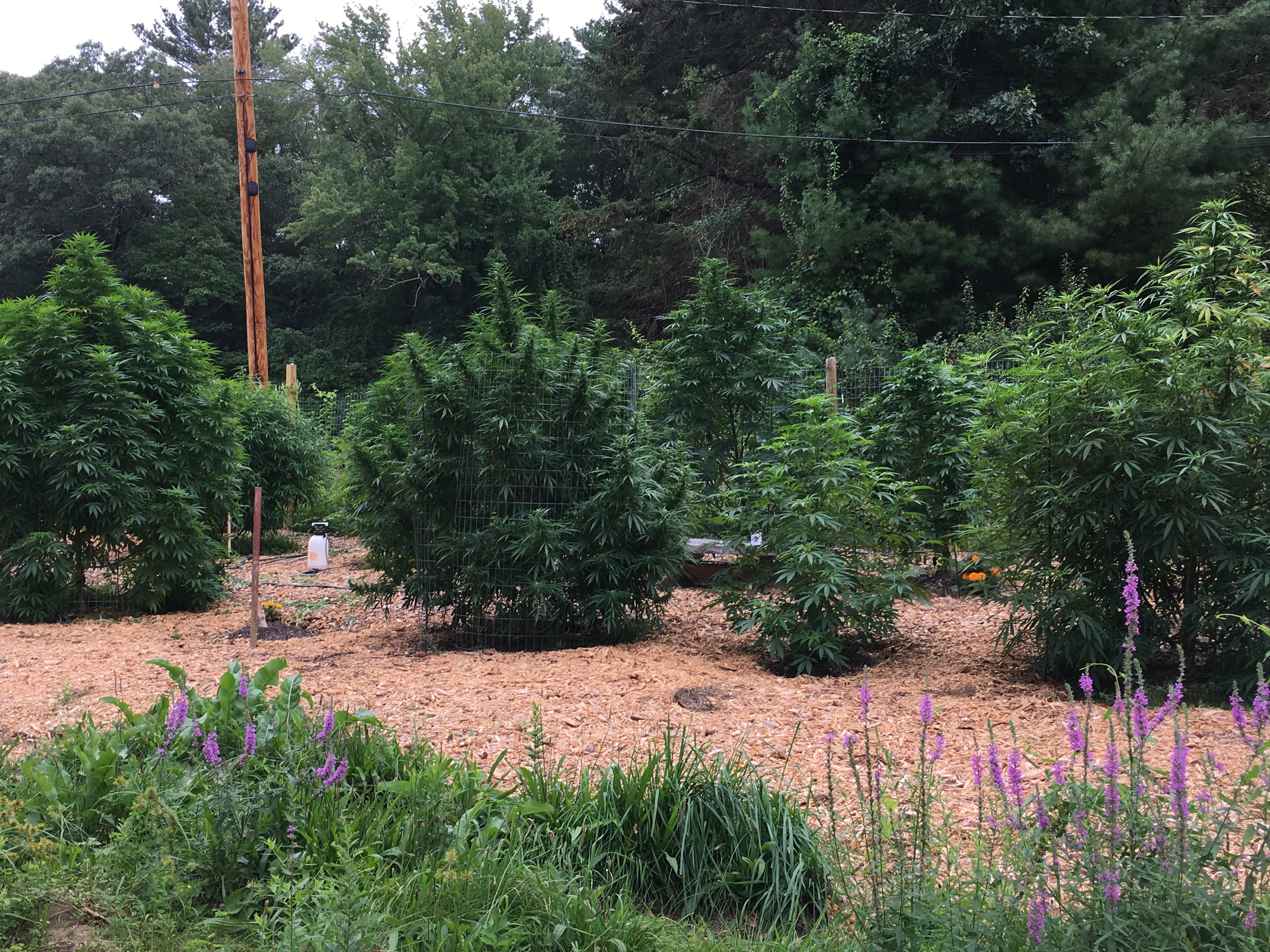 Farma Gardens
