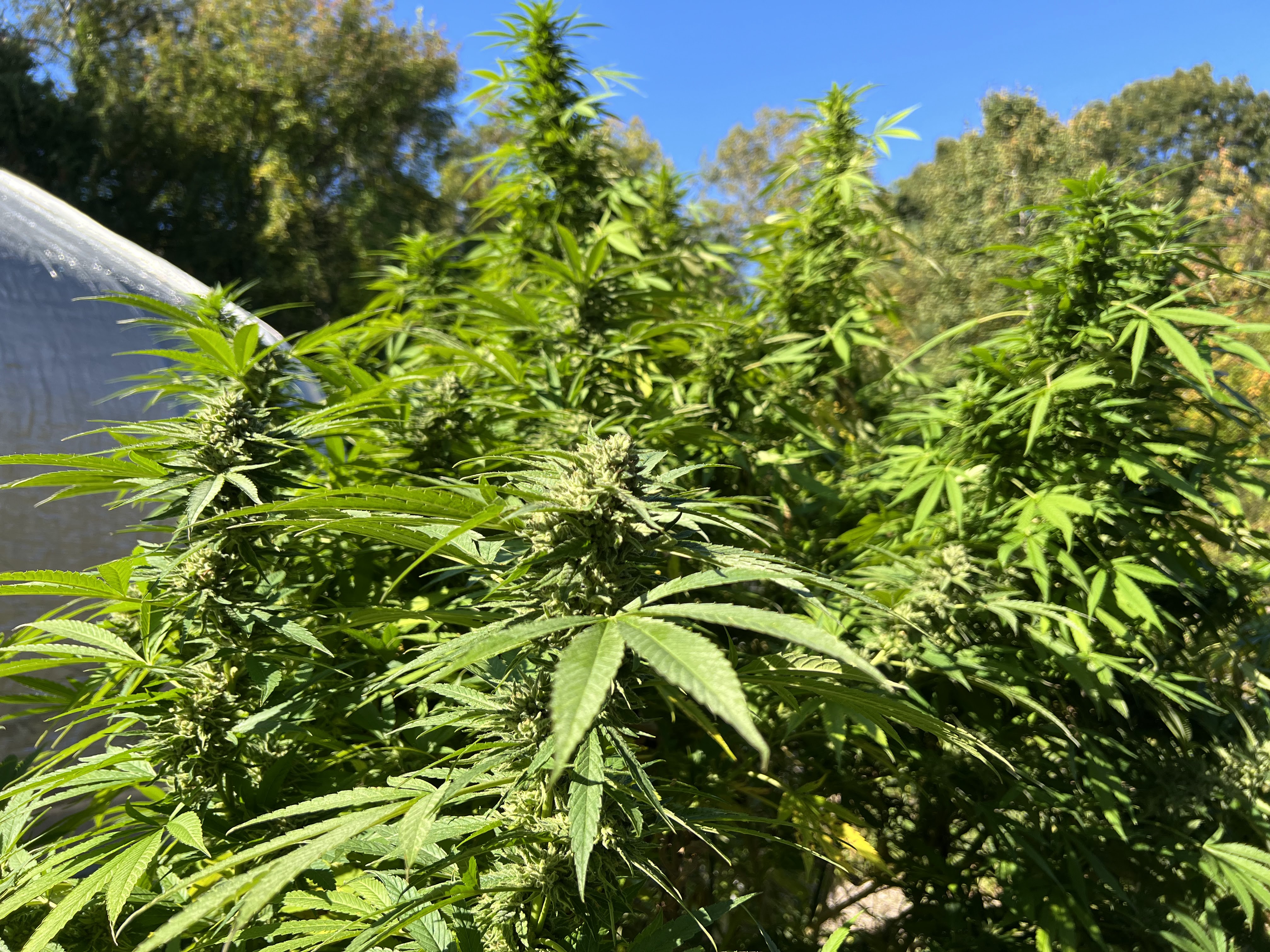Farma Gardens