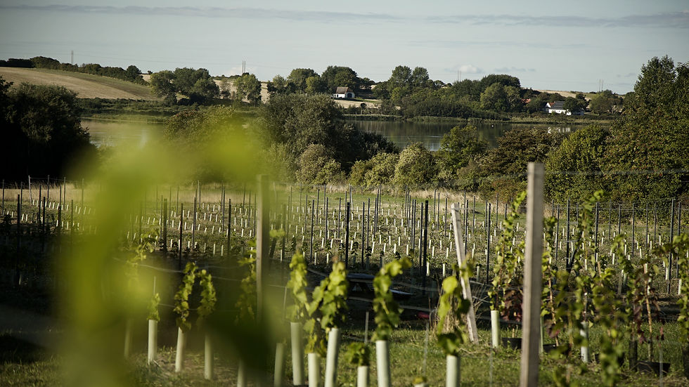 Ærø Vin - Die ersten Reben auf dem Weinberg_04_Jungfeld_edited.jpg