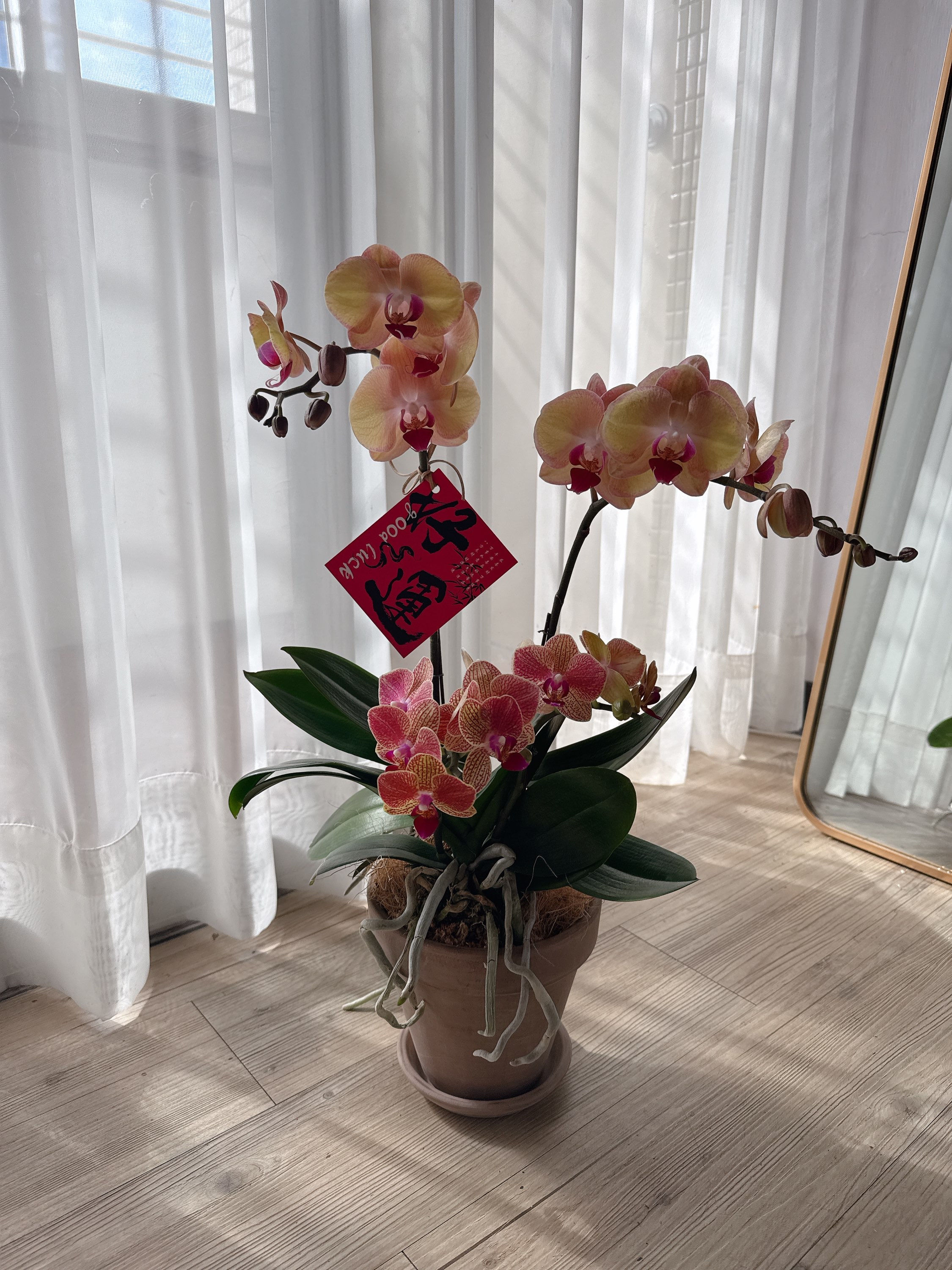 小故事商店 I 祝福蘭花盆
