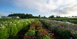 Business for Good Foundation Announces Support for Pitney Meadows Community Farm’s Food as Medicine Program