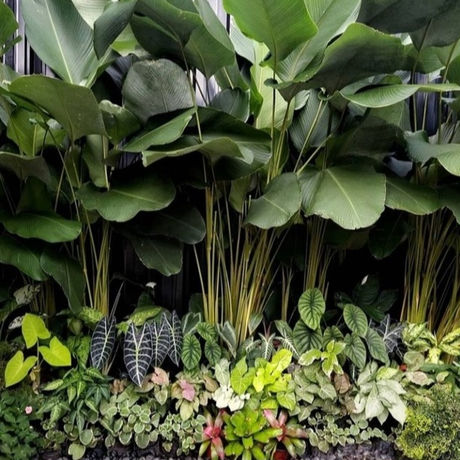 Calathea lutea by Bioventures Landscaping work Cochin