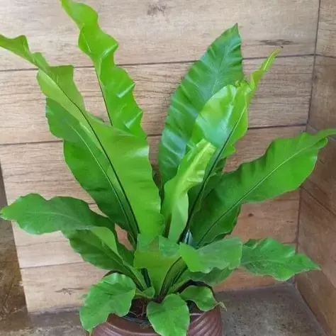 Hart’s Tongue Fern (Asplenium Scolipendrium)