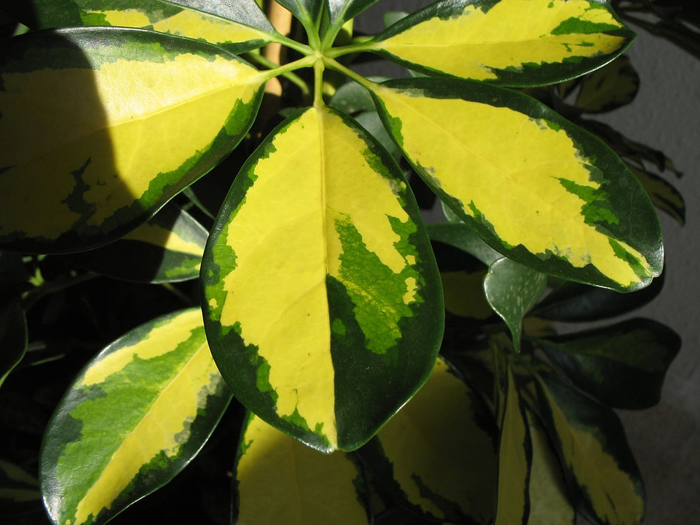 landscaping company based in thrissur, palakkad and cochin