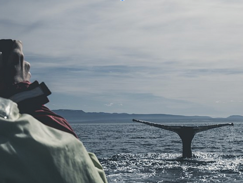 Whale Watching Like You Mean It: How to be an Ally to Wildlife