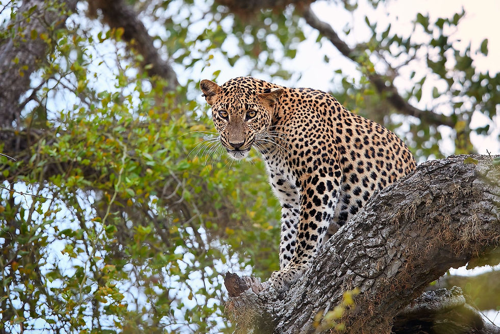 Imej kecil: Yala National Park