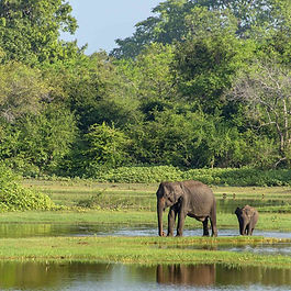 Sri Lanka Wasgamuwa National Park