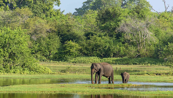 Sri Lanka Wasgamuwa National Park