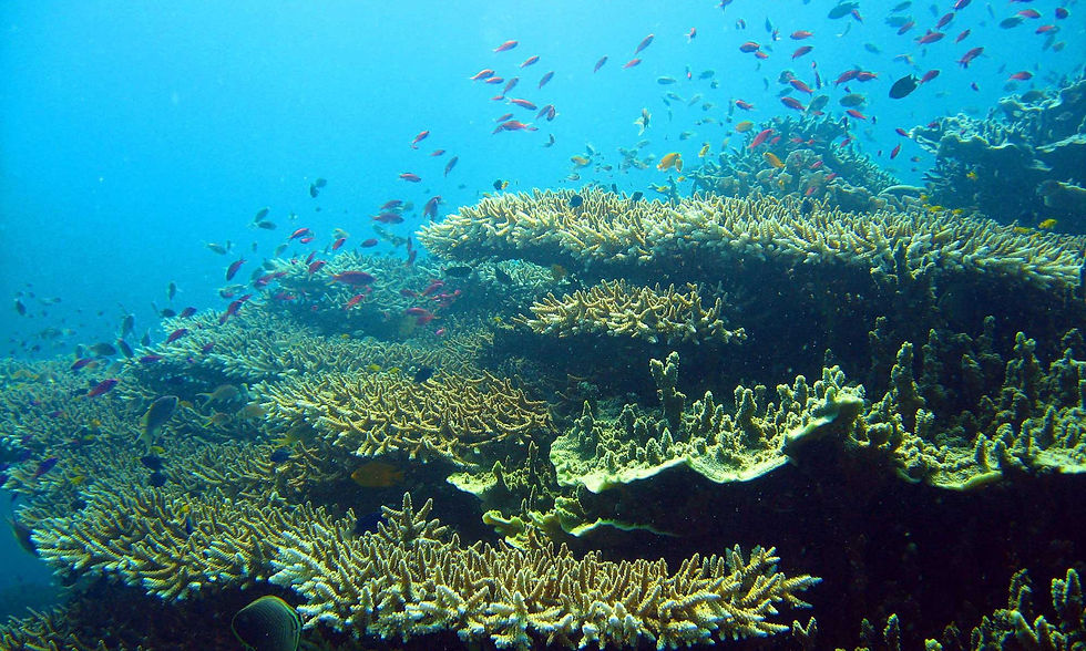 Coral Graden, Moalboal Cebu