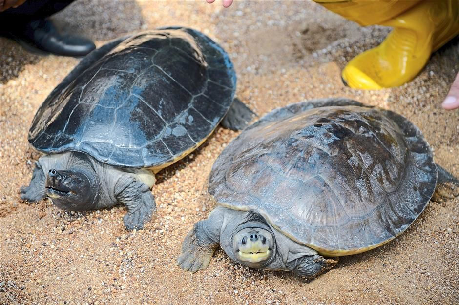 Thumbnail: River Terrapin Breeding Centre