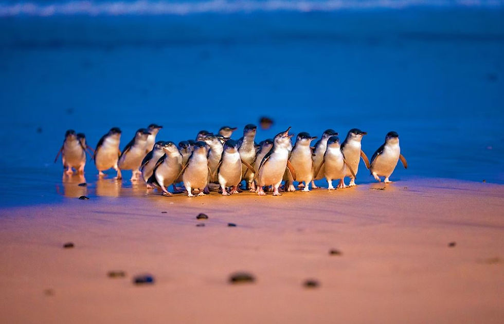 Penguin Parade, Melbourne