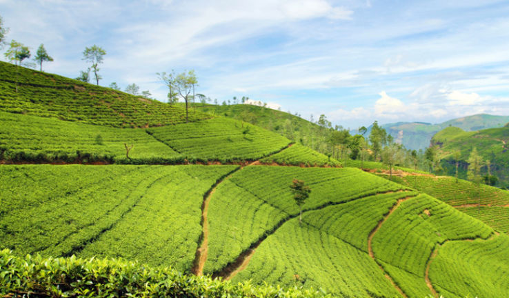 Kolukkumalai Tea Estate