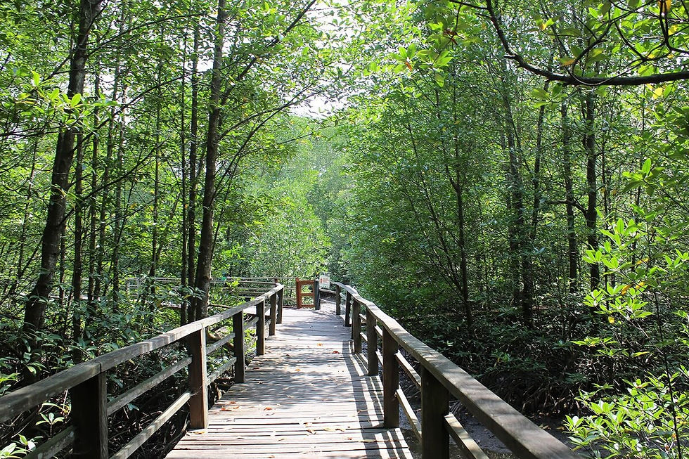 Likas Wetland Kota Kinabalu Tour