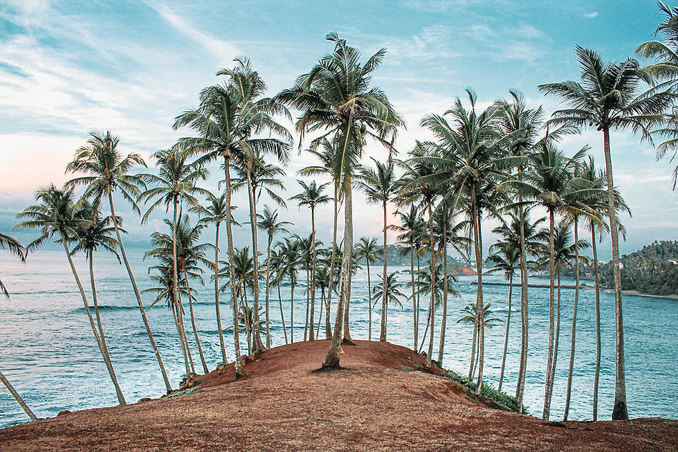 Imej kecil: Coconut Tree Hill Mirissa