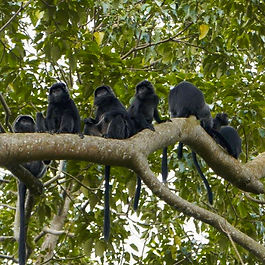 Lombok Tetebatu Monkey Forest Gate
