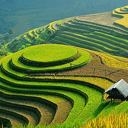 Vietnam Sa Pa Rice Terraces 