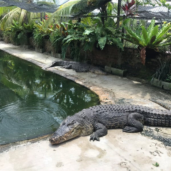 Thumbnail: Crocodile Farm