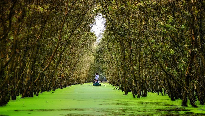 Vietnam Tra Su Cajuput Forest
