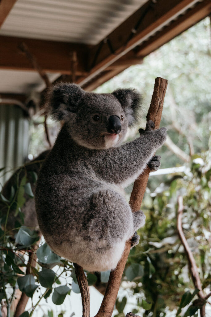 Imej kecil: Featherdale Wildlife Park, Sydney