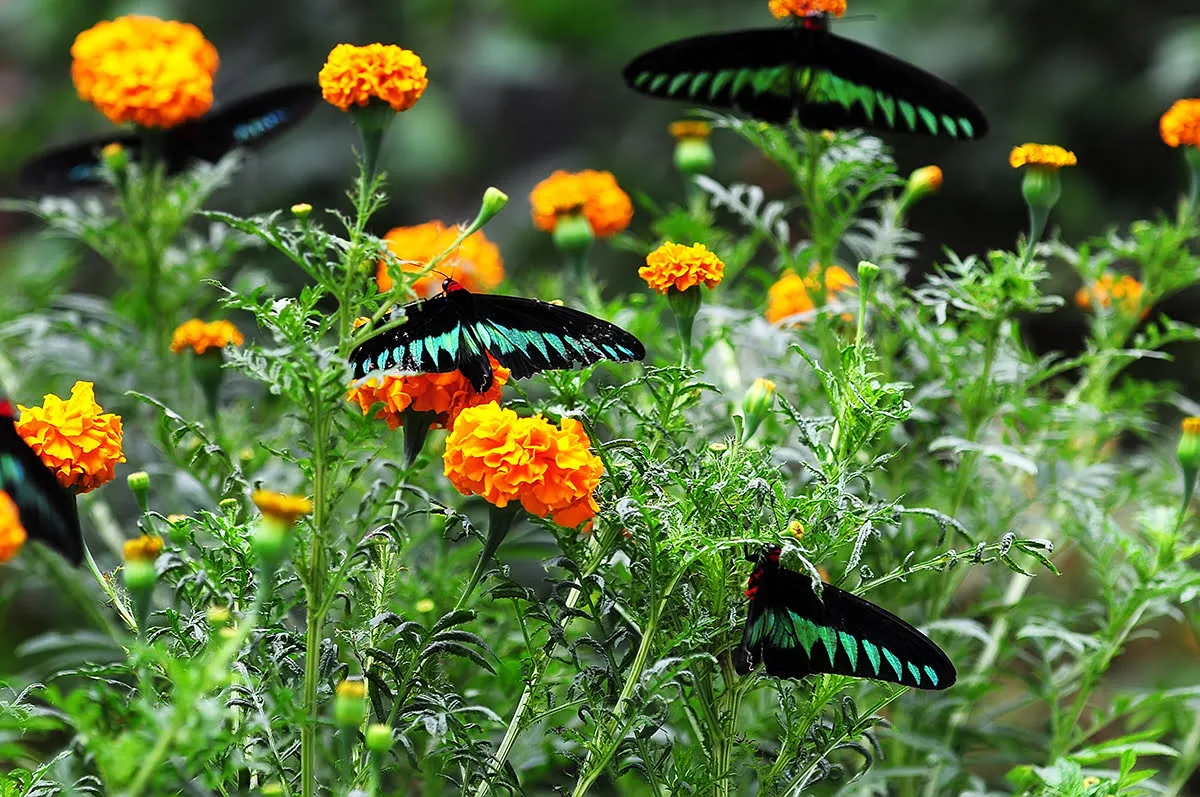 Colorful butterflies dance amid lush foliage, sunlight illuminates delicate wings, creating an enchanting oasis in Cameron Highlands.