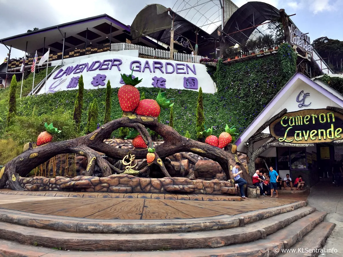 Cameron Lavender Garden