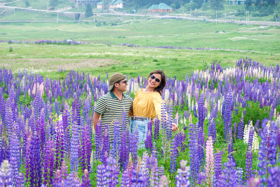 الصورة المصغرة: Meadow of Flowers, gulmarg