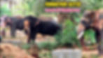 Punnathur Kotta Elephant Sanctuary