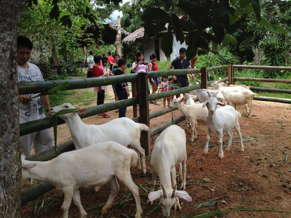 Thumbnail: Saanen Dairy Goat Farm