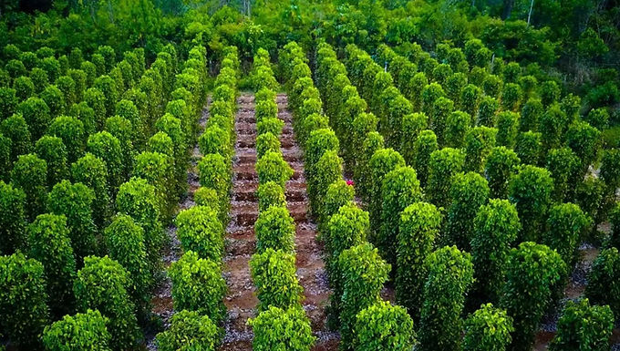Vietnam Phu Quoc Pepper Farm 