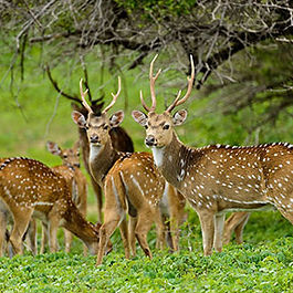 Sri Lanka Maduru Oya National Park