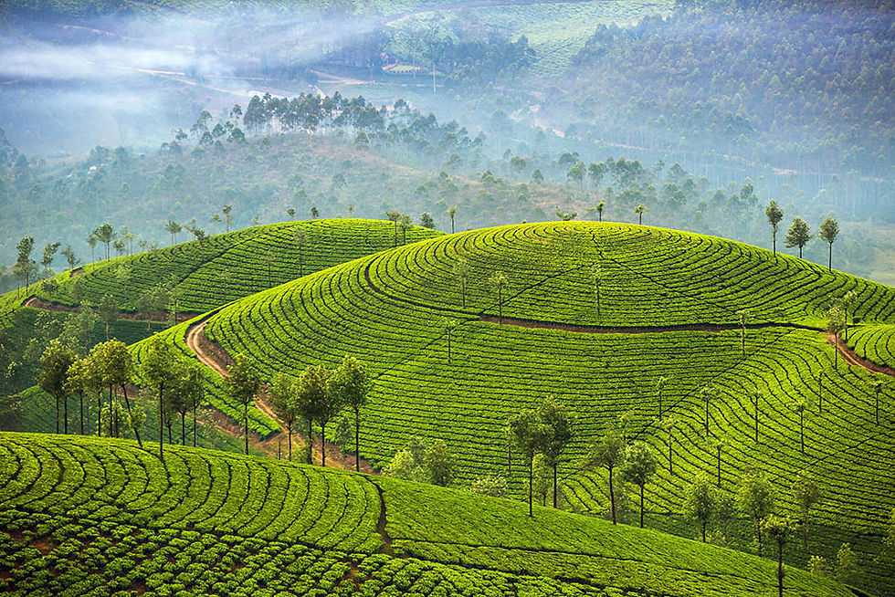 Thumbnail: Spice Garden, Kerala