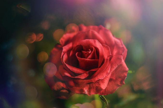 Rose 5.jpg