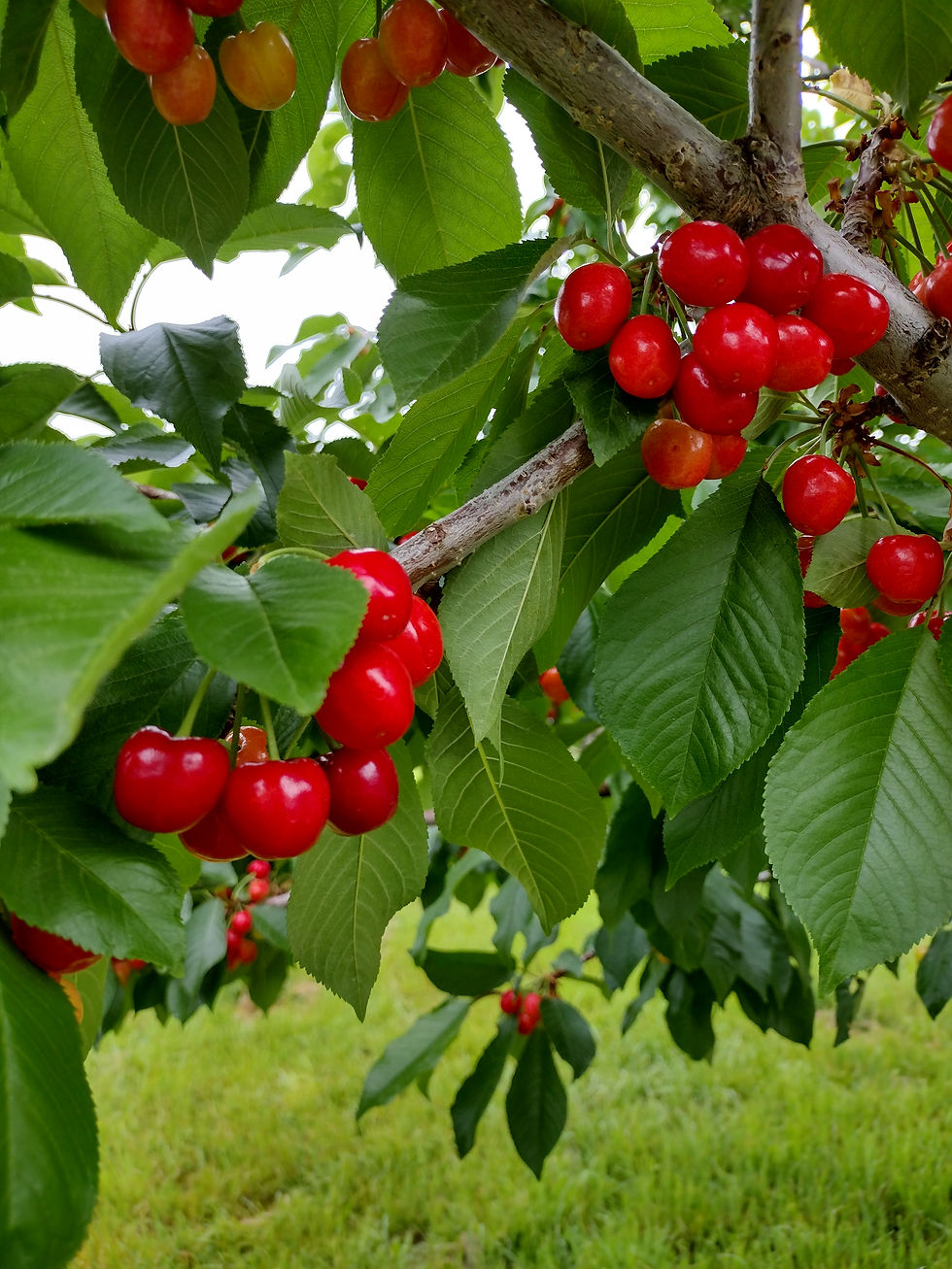 IMG_20230629_193317565_HDR