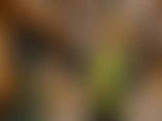 Inventory Management