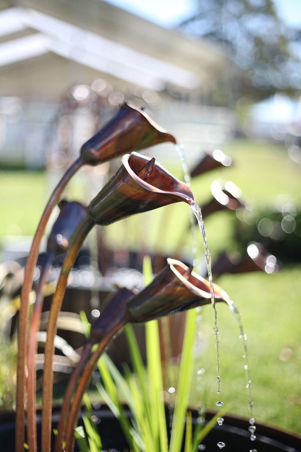 Thumbnail: 5 Flower Arum