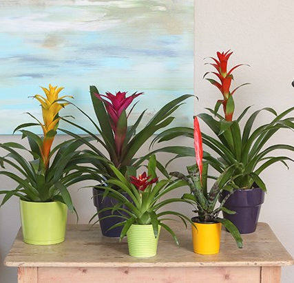 Do Your House Plants Match Your Personality?
