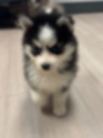 image1.jpeg