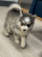 image2.jpeg