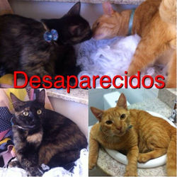 Desaparecidos