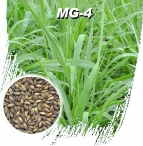 M. G 4 20Kg 50%