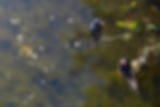 Vancouver birds