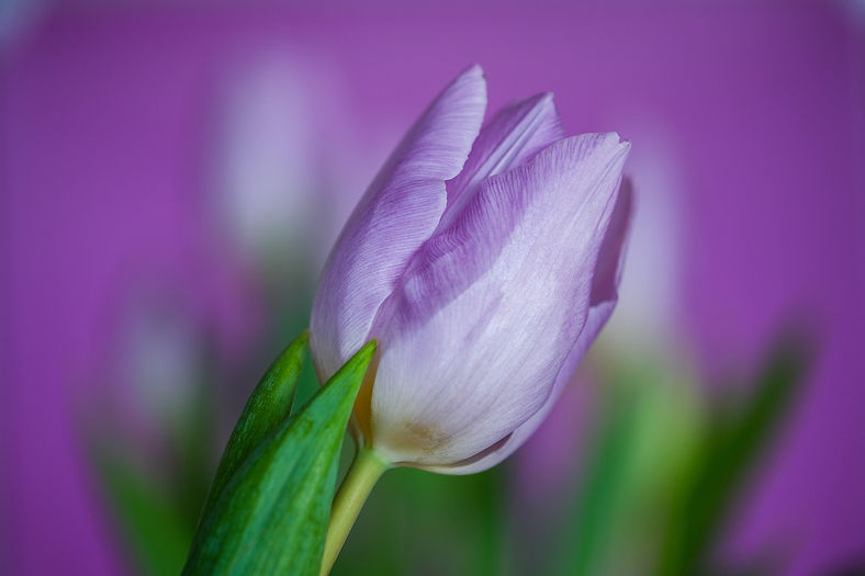 tulip-7721689_1280.jpg