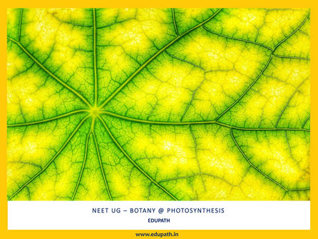 NEET UG@ Botany-Photosynthesis in Higher plants