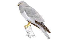 Aguilucho pálido (macho adulto)